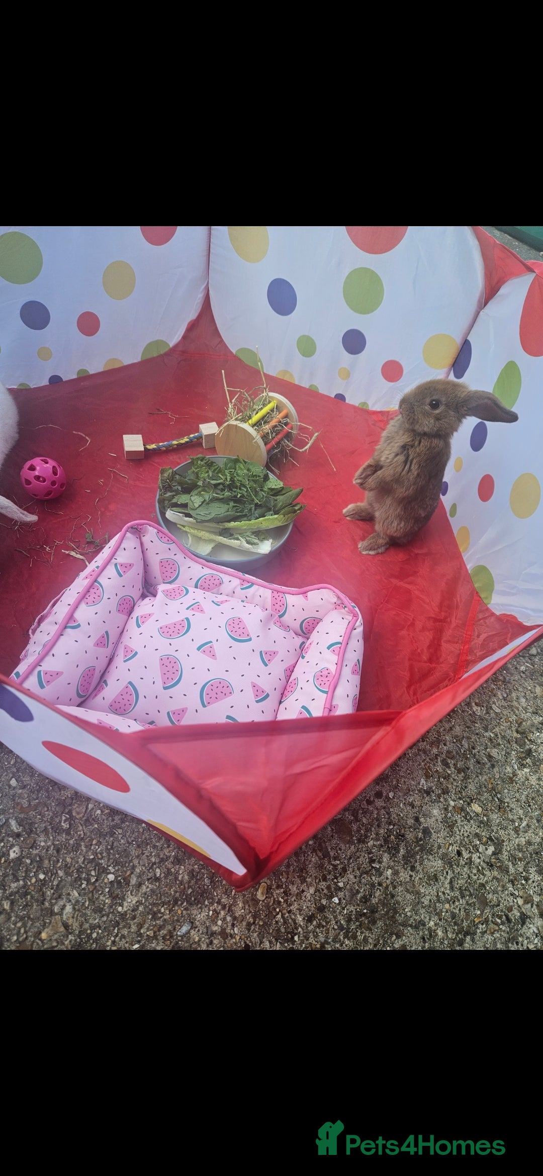 French Lop rabbits for sale: 2 female French lop rabbits and brand new hutch - Image 11