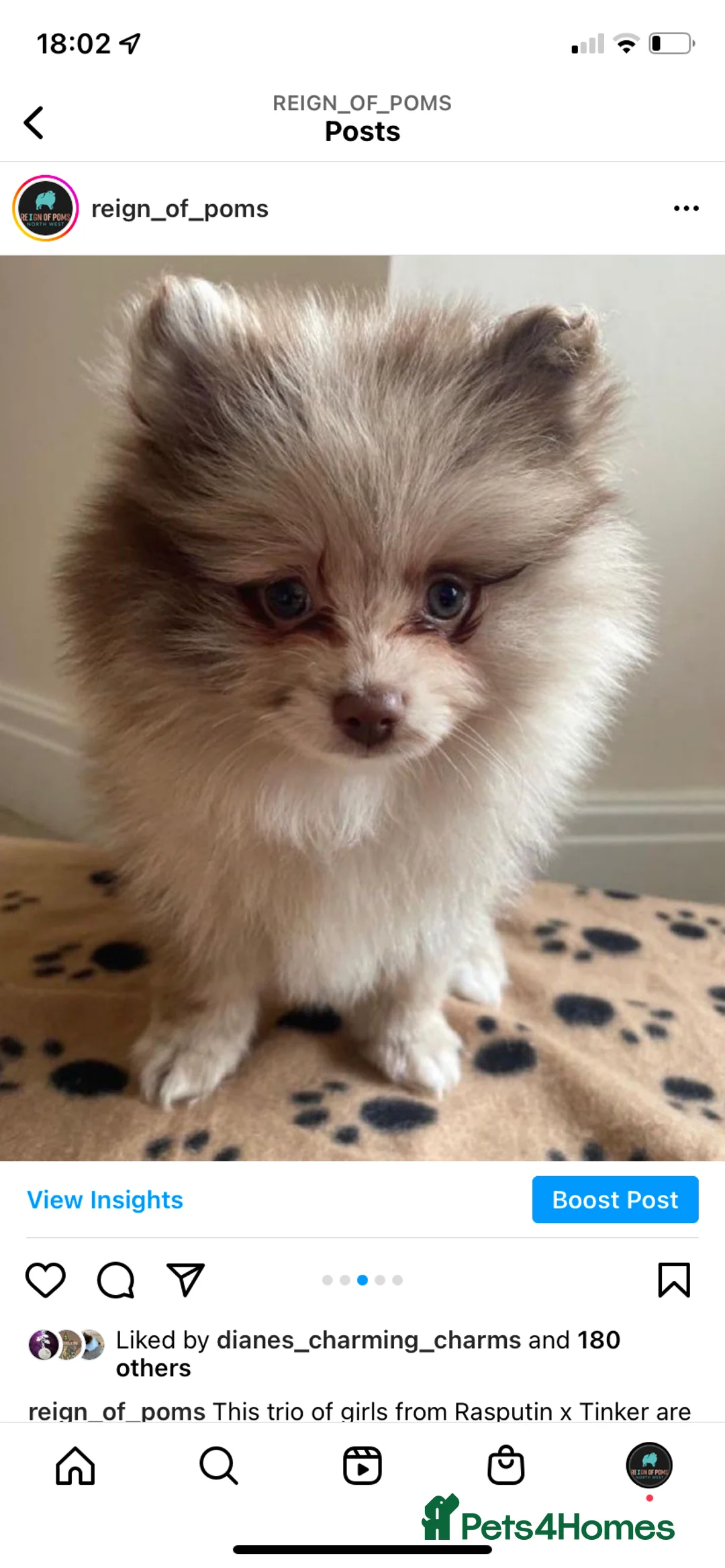 Pomeranian dogs for stud: Chocolate Stud Kc Registered ,Embark tested in Runcorn - Advert 14