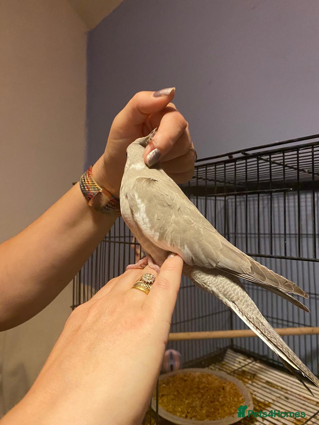 Cockatiels birds for sale: Male cockatiel  - Image 3
