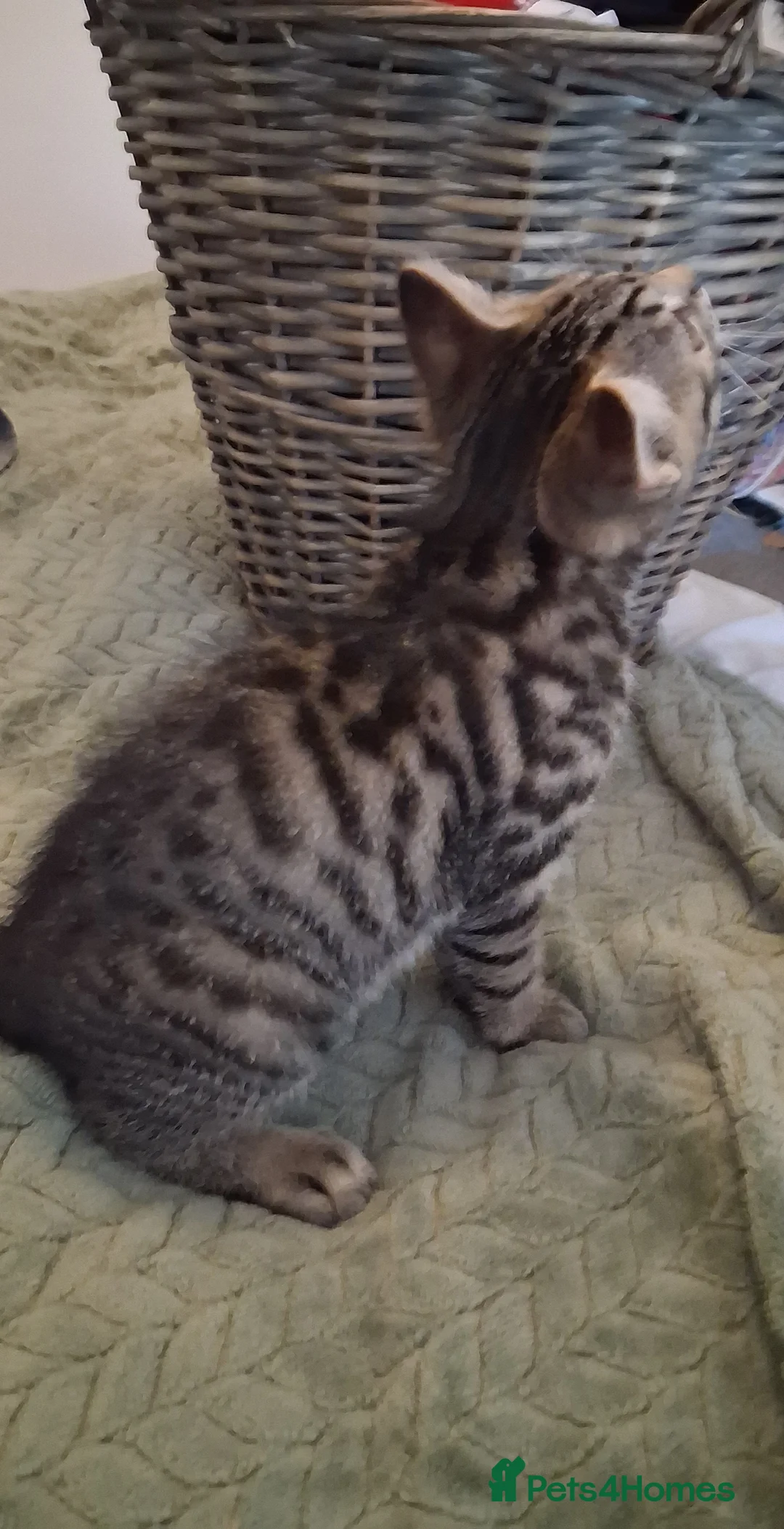 British Shorthair cats for sale: 4 Little Spotty Tigers  - Advert 19
