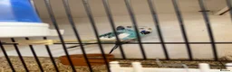 Budgerigars birds for sale: Young budgies & breeding pairs  - Advert 5