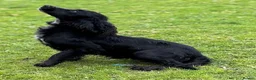 Cocker Spaniel dogs for sale: Black Cocker Spaniel male  - Advert 3