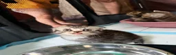 Scottish Fold cats for sale: 🐾 Beautiful Scottish Fold Kittens 3 Boys & 1 Girl - Advert 11