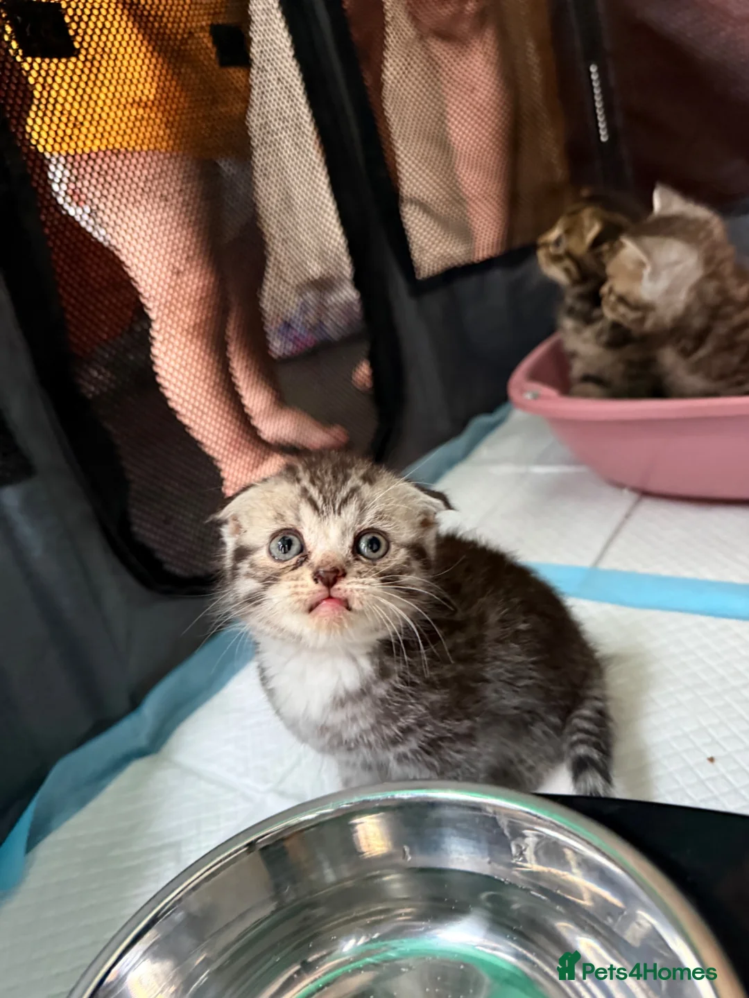 Scottish Fold cats for sale: 🐾 Beautiful Scottish Fold Kittens 3 Boys & 1 Girl - Advert 11