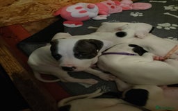 Staffordshire Bull Terrier dogs for sale: Staffie puppies for sale  - Image 18