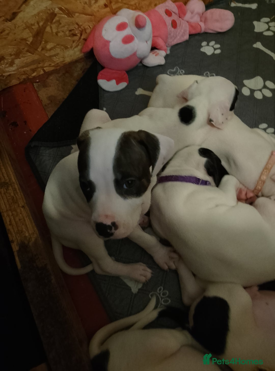 Staffordshire Bull Terrier dogs for sale: Staffie puppies for sale  - Image 18