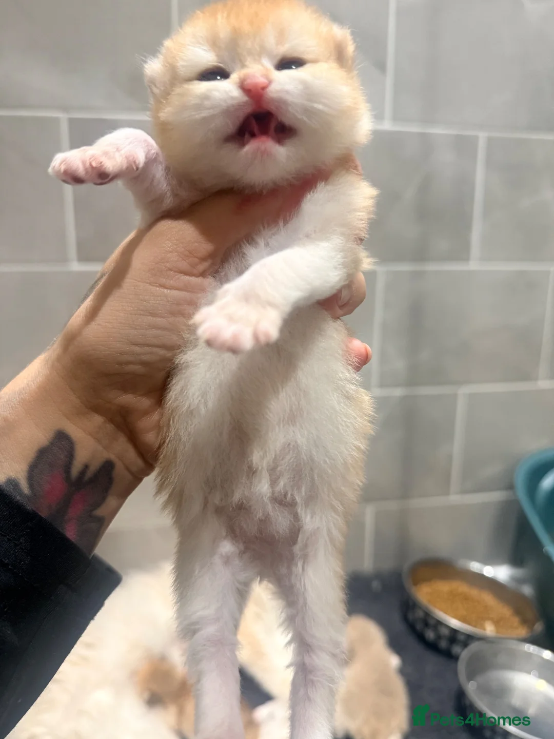 British Longhair cats for sale: Exceptional blh golden kittens  - Advert 16