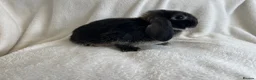 Mini Lop rabbits for sale: Mini Lops Ready To Leave Now - Advert 4