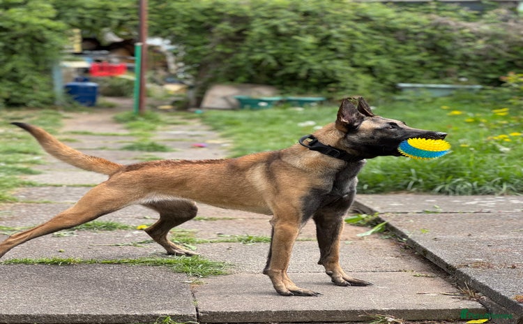 Belgian Shepherd Dog dogs - Advert 3