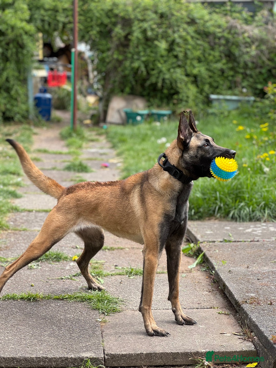 Belgian Shepherd Dog dogs for sale: Maxine  - Image 1
