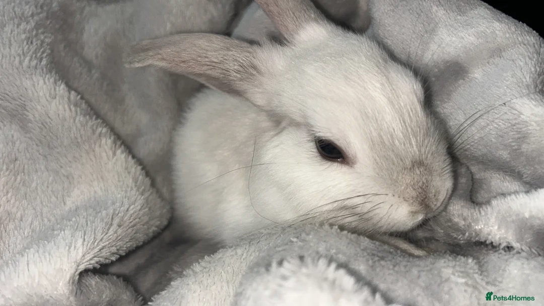 Mixed Breed rabbits for sale: Bambi - Advert 2