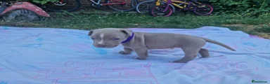 Staffordshire Bull Terrier 3