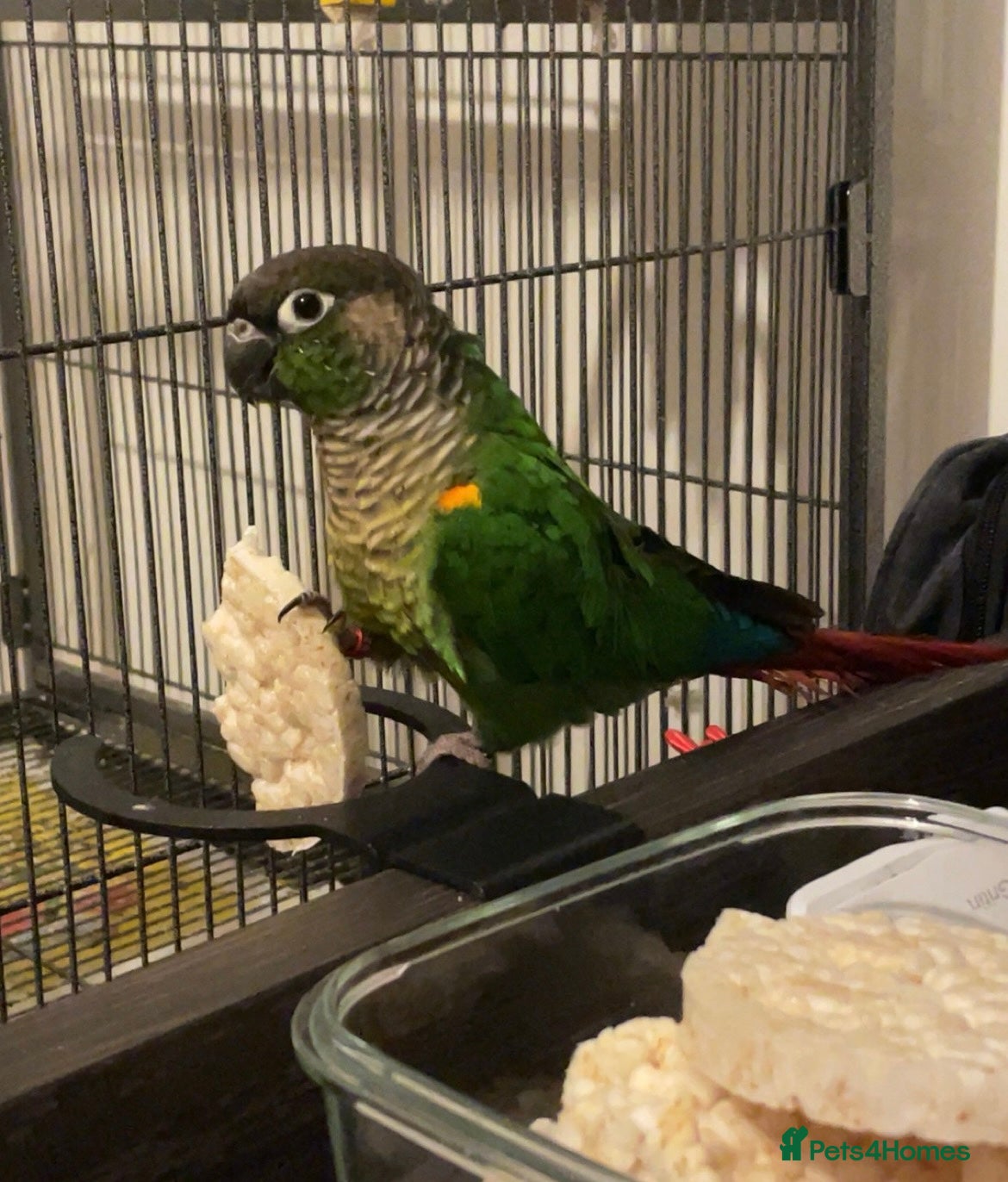 Conures birds Green cheek conure+Cage,toys,food,treats - Advert 6