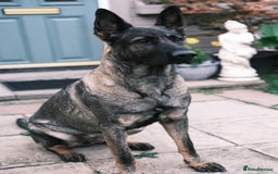 German Shepherd dogs for sale: Silver German Shepherd  - Image 2