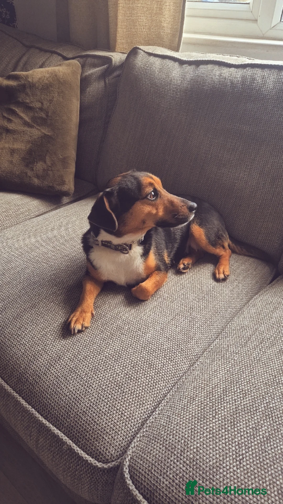 Jack Russell dogs for sale: Jack Russell Terrier Needs PET FREE Home - Advert 2