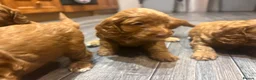 Cockapoo dogs for sale: Cockapoo puppies  - Advert 9