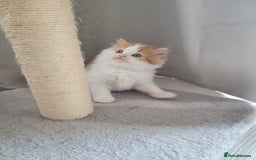 Persian cats for sale: 5 Gorgeous Persian Kittens up for sale! - Image 3