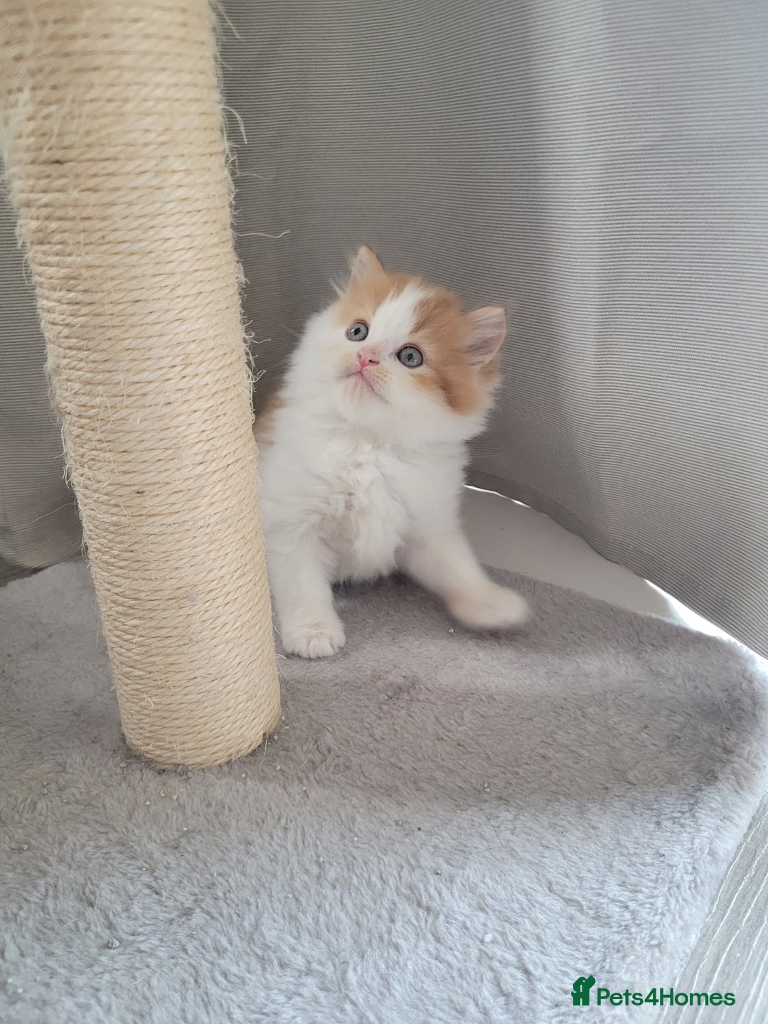 Persian cats for sale: 5 Gorgeous Persian Kittens up for sale! - Image 3