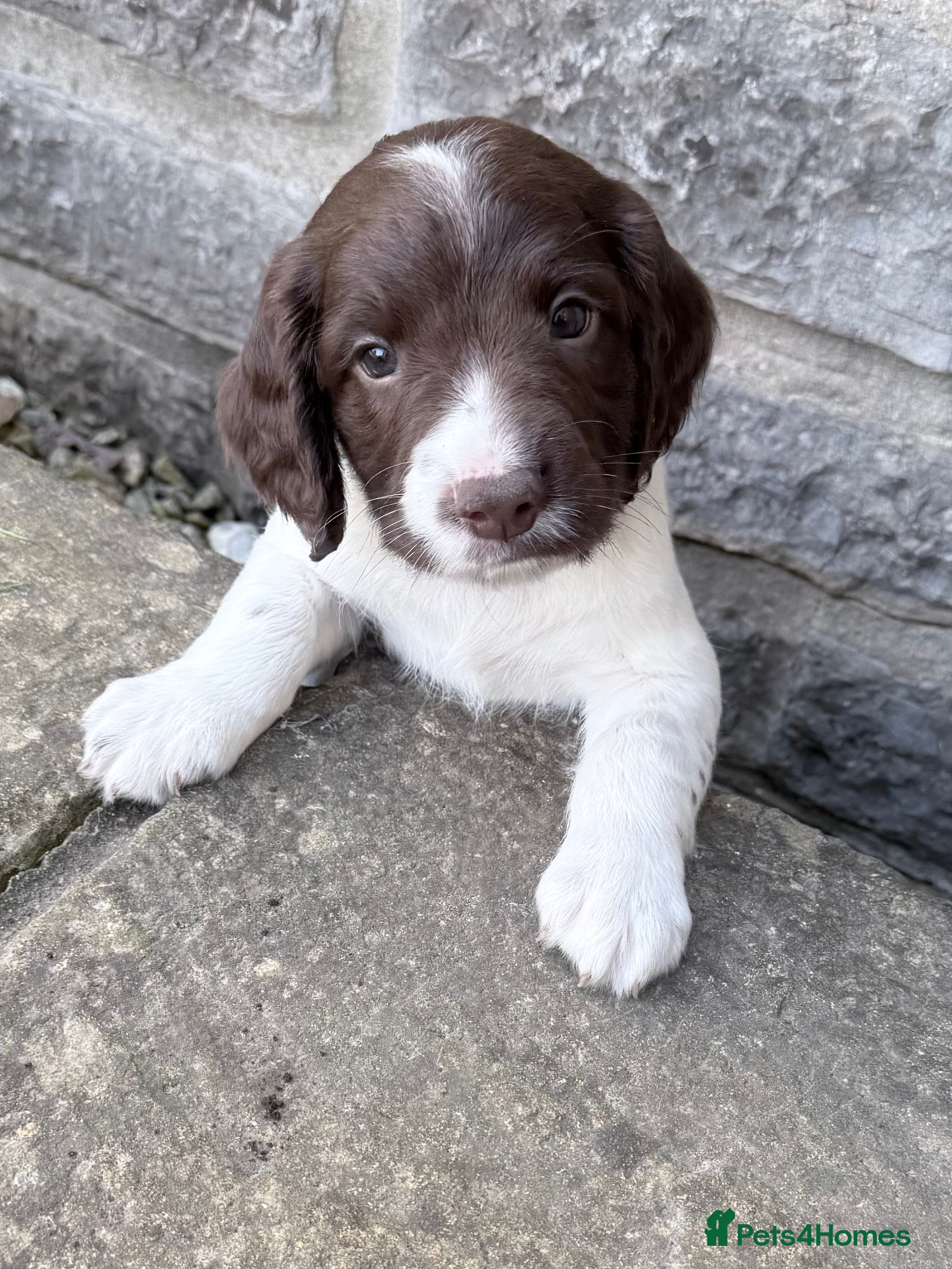 English Springer Spaniel dogs Beautiful Springer Spaniel Puppies - Advert 2