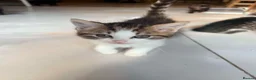 British Shorthair cats for sale: Stunning British Shorthair Kittens Ready Now! - Advert 31