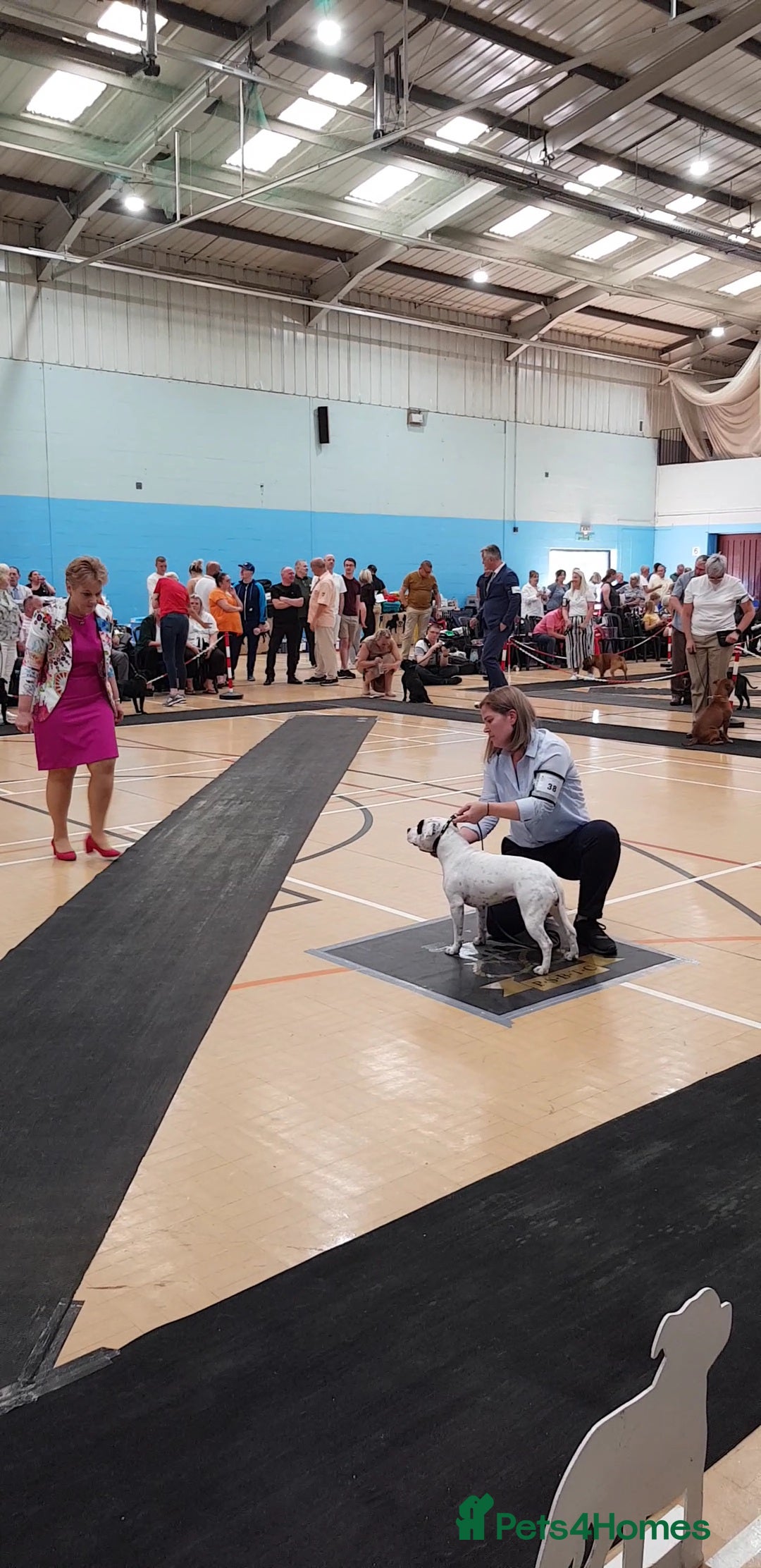 Staffordshire Bull Terrier dogs for sale: ✨️Outstanding SBT puppies✨️ - Advert 11