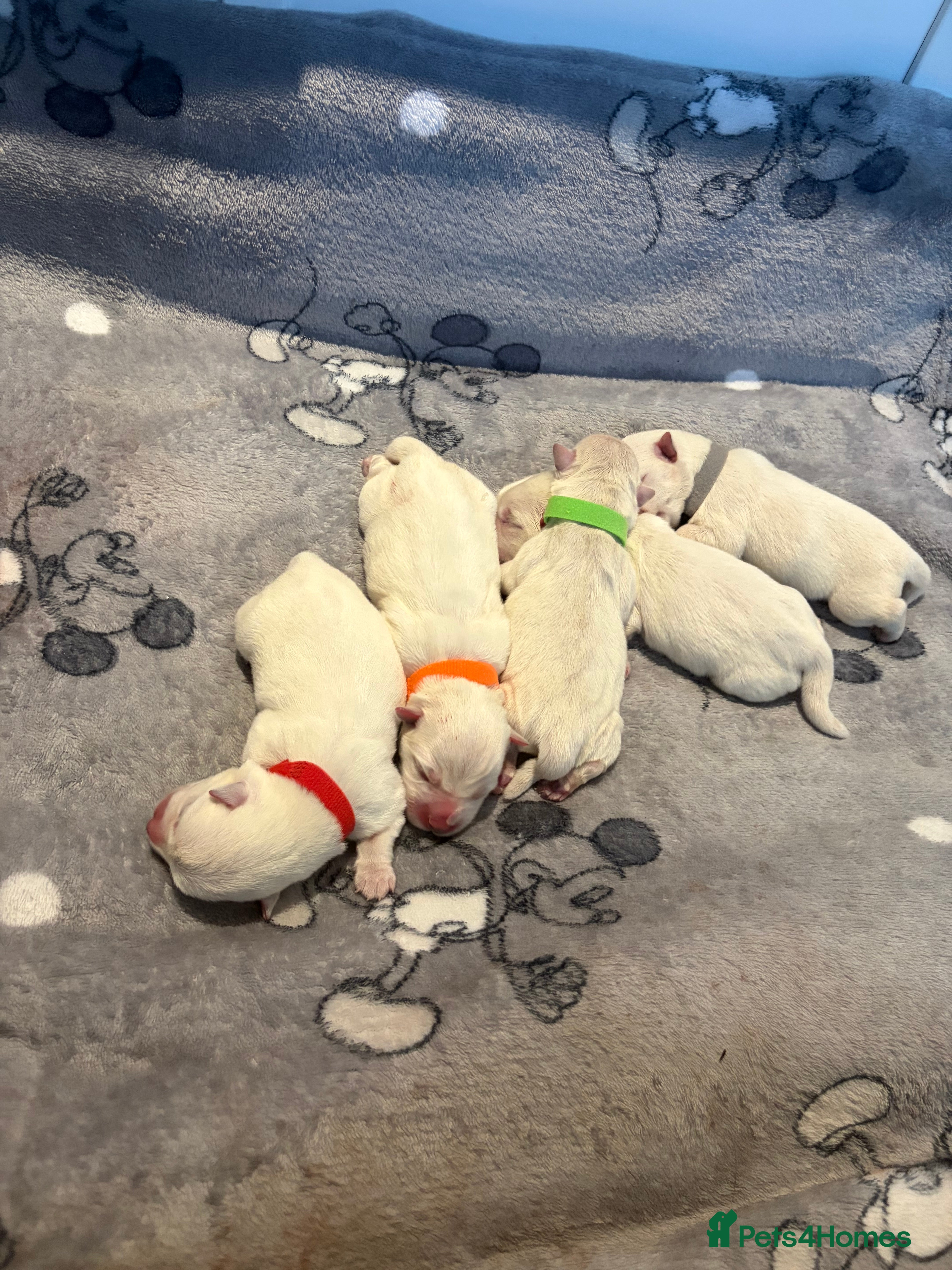 West Highland Terrier dogs 5 male westie boys  - Advert 1