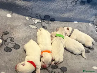 West Highland Terrier dogs 5 male westie boys - Advert 1