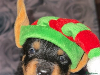 Rottweiler dogs Male rottweilwr puppy looking for a forever home - Advert 13