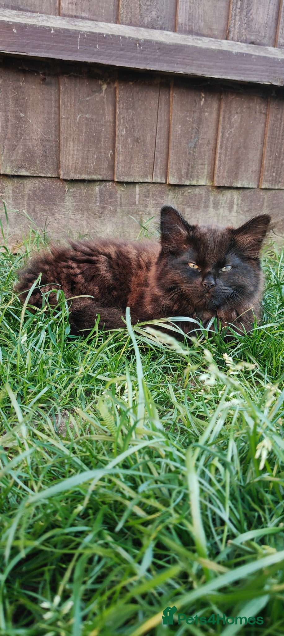 Mixed Breed cats Little cuties - Advert 2