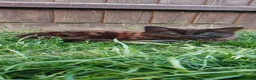 Mixed Breed cats for sale: Little cuties - Advert 4