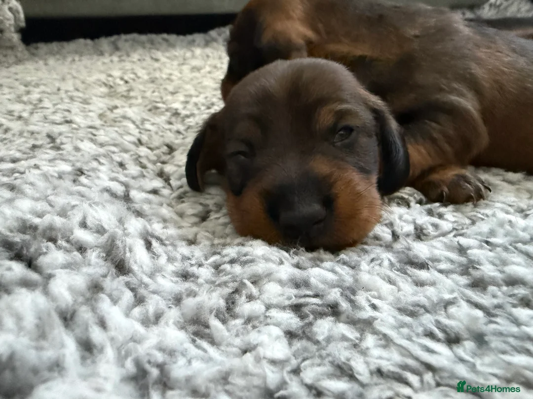 Dachshund dogs for sale: Standard Wire Haired Dachshund  in Manchester - Advert 5
