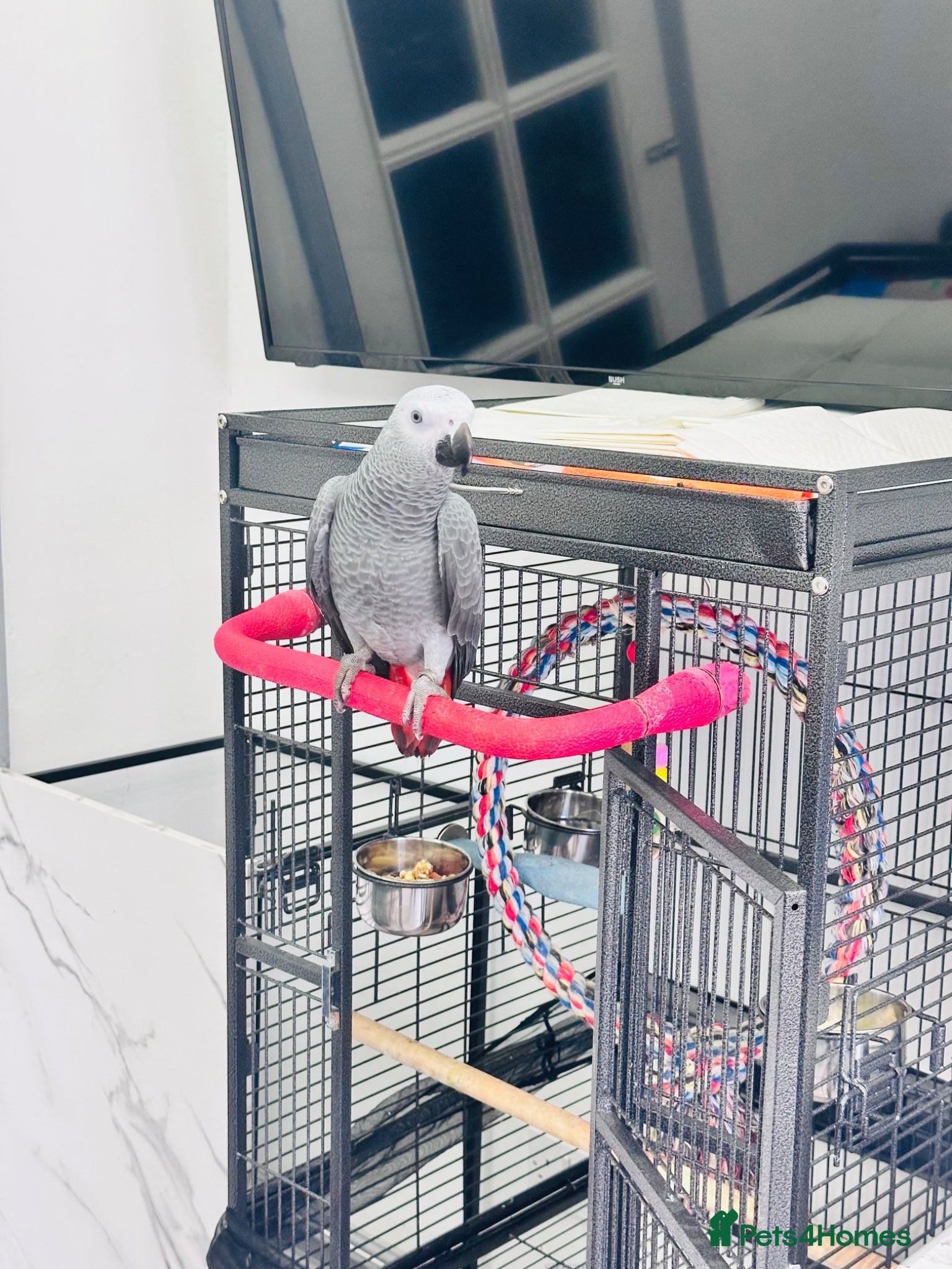 Parrots birds African Grey 6 Months Old Male Fully Hand Tame  - Advert 1