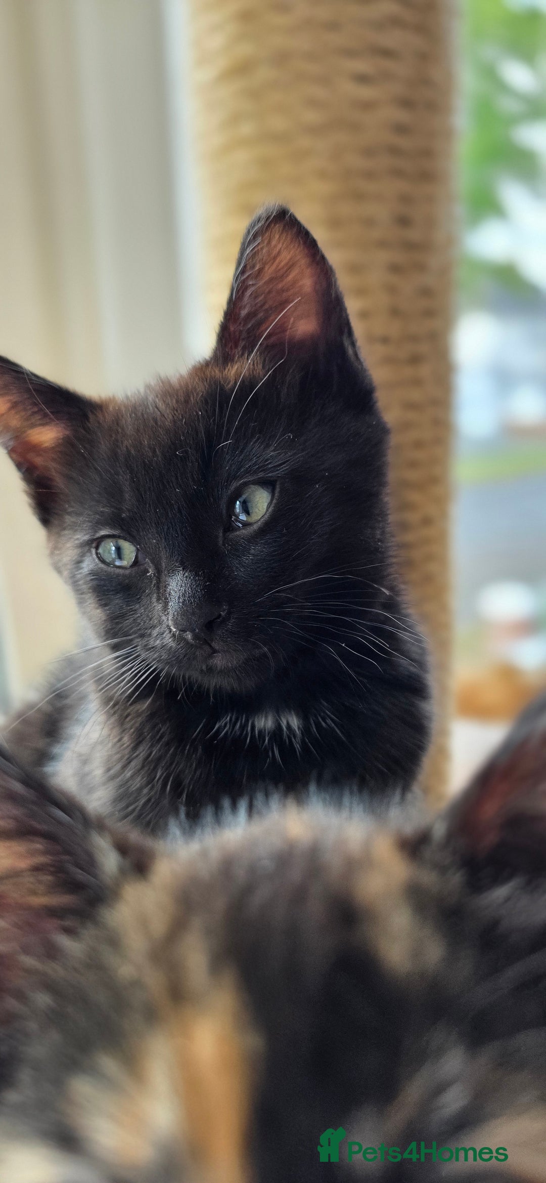 Mixed Breed cats for sale: Ragdoll cross kittens - Image 9