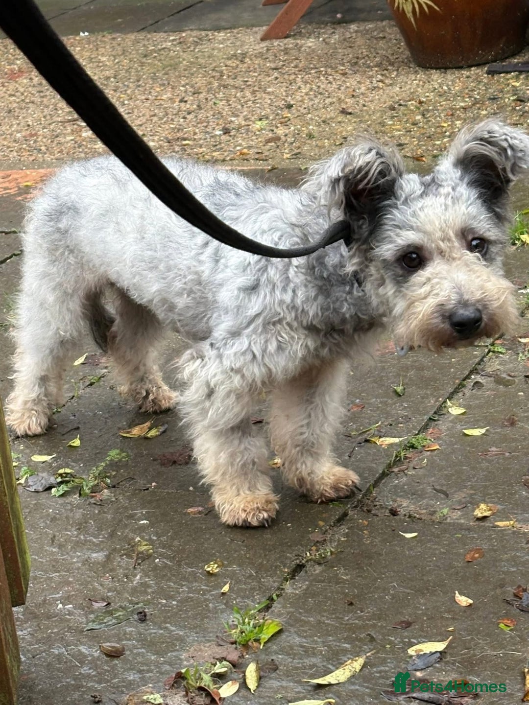 Mixed Breed dogs for adoption: Scruffy- Hingham Norfolk  - Advert 9