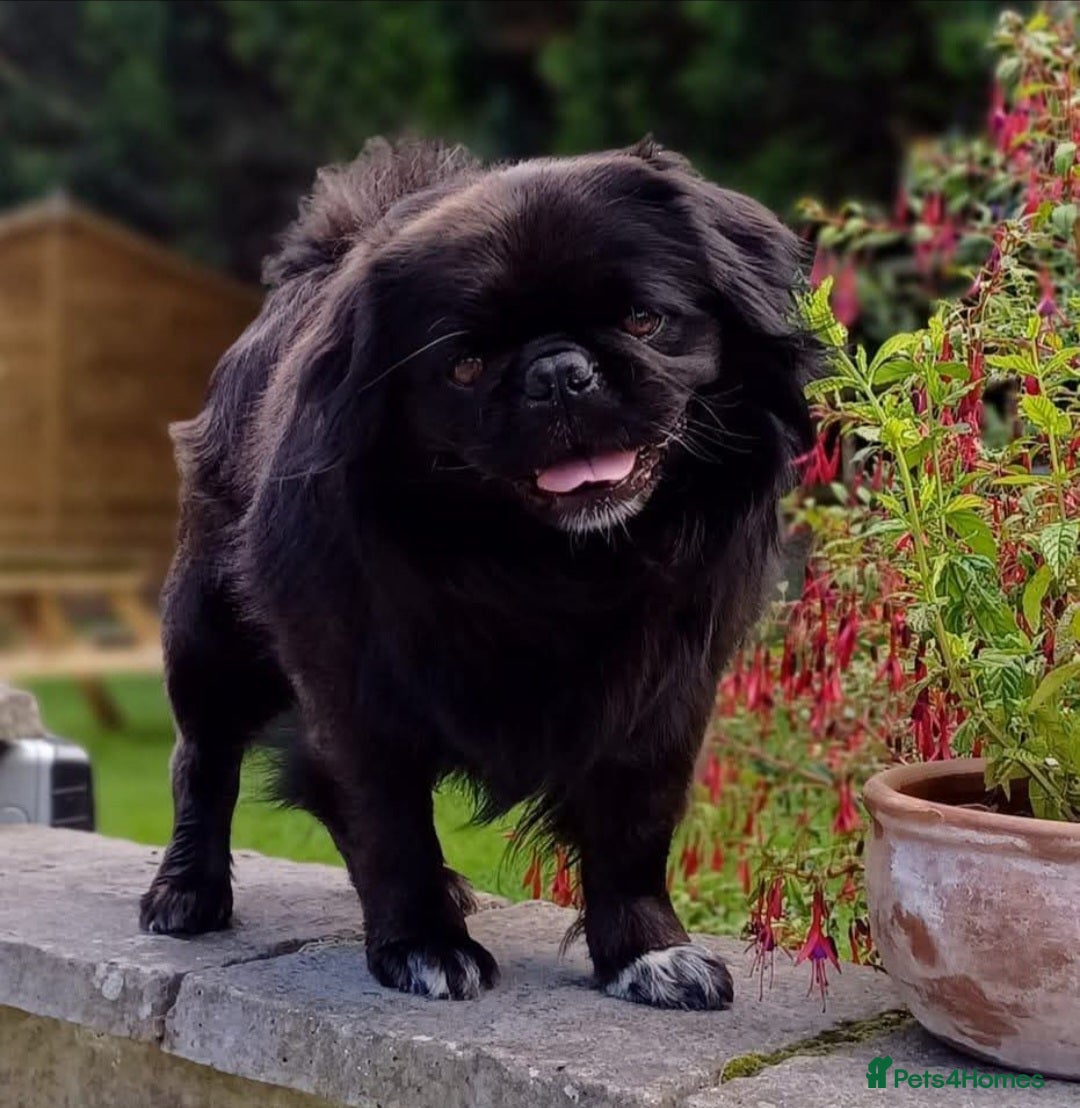 Pug dogs for stud: FLUFFY PUG STUD Blue Choc Black Tan carrier Husky - Advert 1