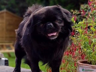 Pug dogs FLUFFY PUG STUD Blue Choc Black Tan carrier Husky - Advert 4