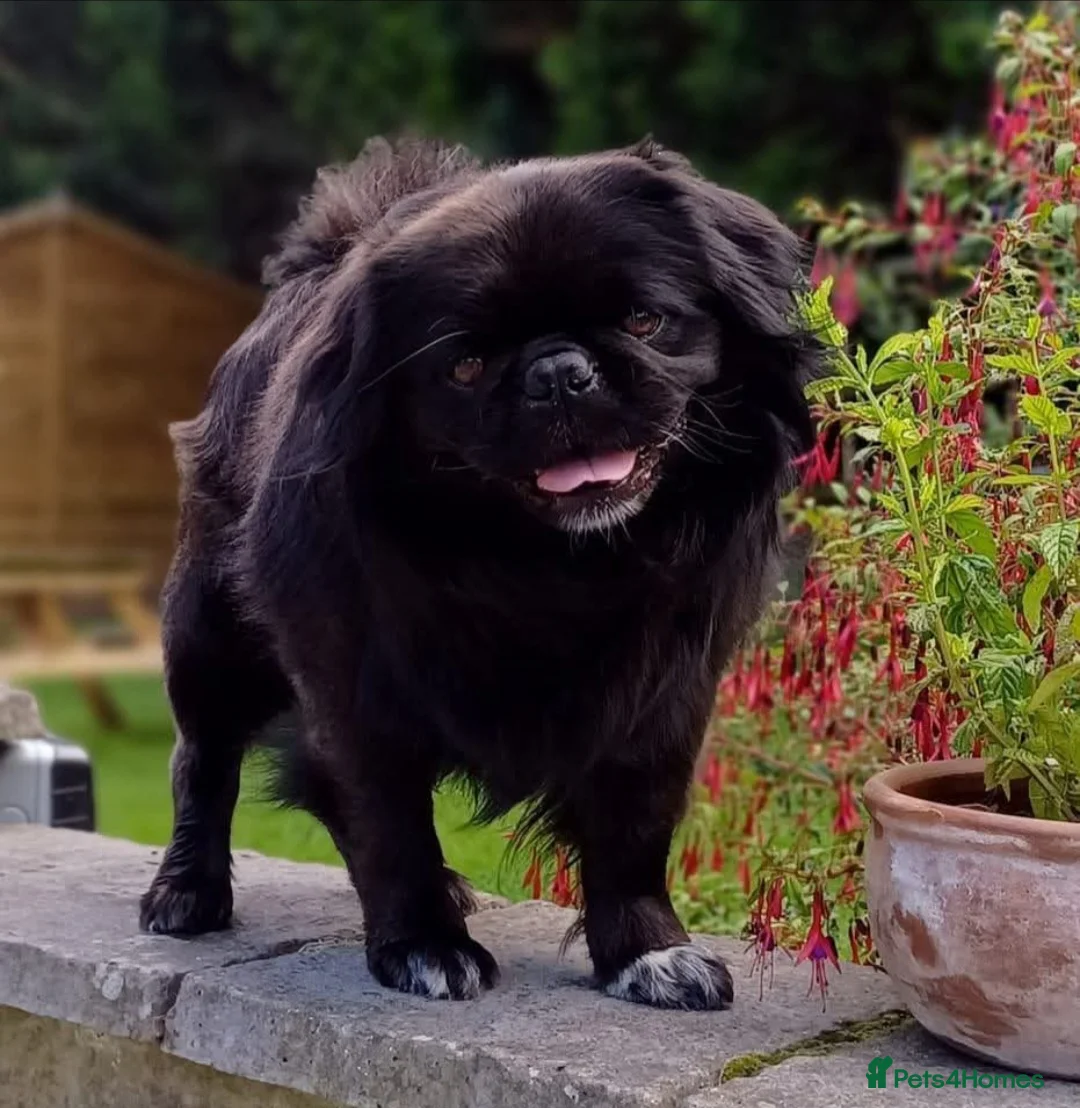 Pug dogs for stud: FLUFFY PUG STUD Blue Choc Black Tan carrier Husky - Advert 1