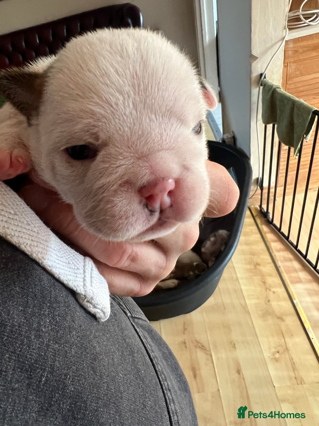 English Bulldog dogs for sale: English bulldogs - Advert 30