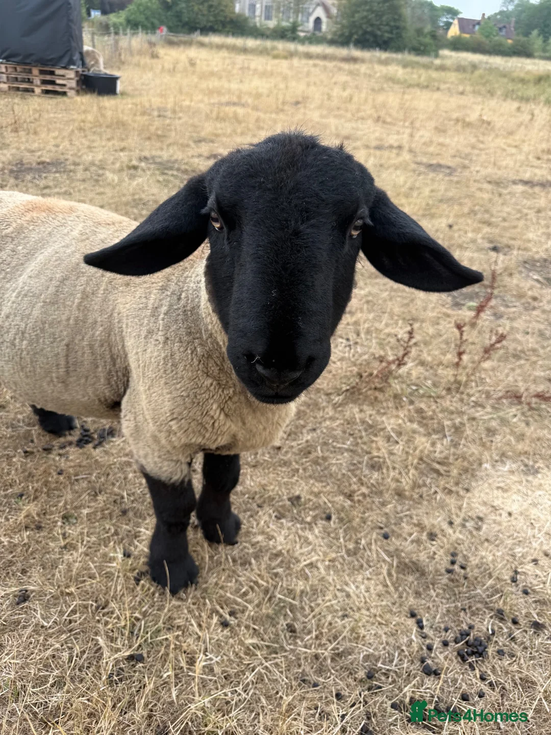 Sheep livestock for sale: Rams for sale - Advert 2