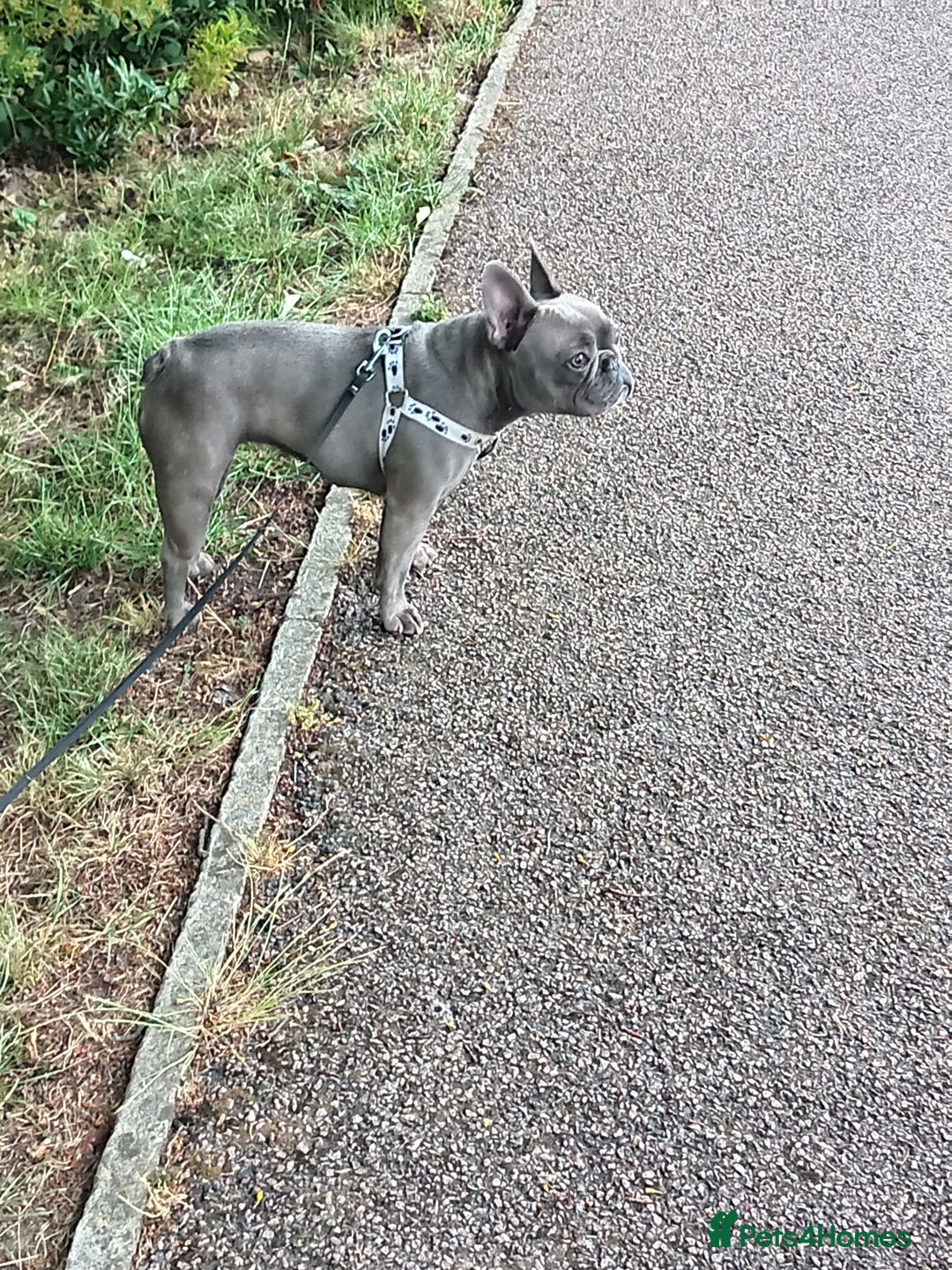 French Bulldog dogs for sale: Stunning Blue French Bulldog  - Image 5