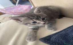 European cats for sale: Kittens for sale - Image 6