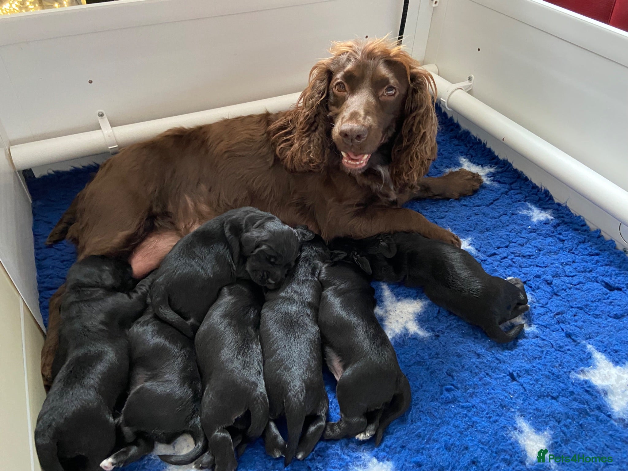 Cocker Spaniel dogs KC Working Cocker Spaniel Puppies - Advert 6