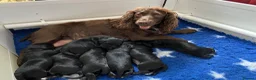 Cocker Spaniel dogs for sale: KC Working Cocker Spaniel Puppies - Advert 1
