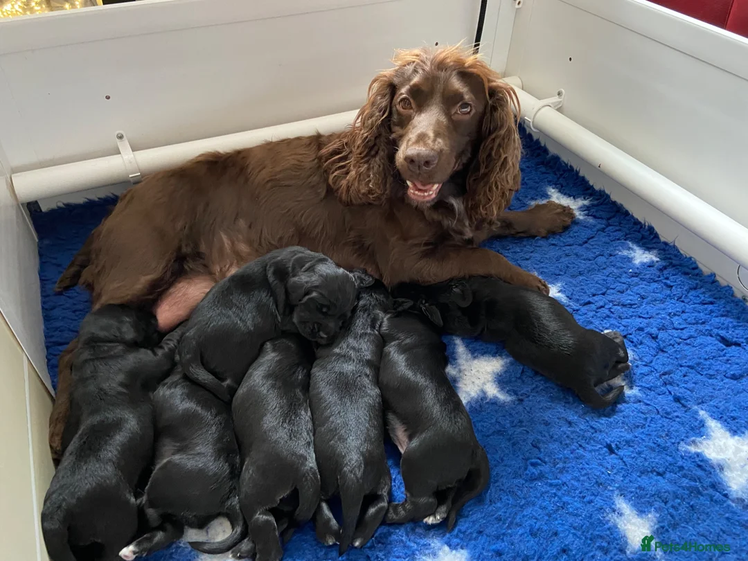 Cocker Spaniel dogs for sale: KC Working Cocker Spaniel Puppies - Advert 1