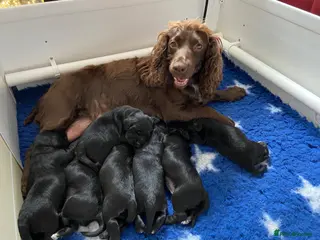 Cocker Spaniel dogs KC Working Cocker Spaniel Puppies - Advert 6