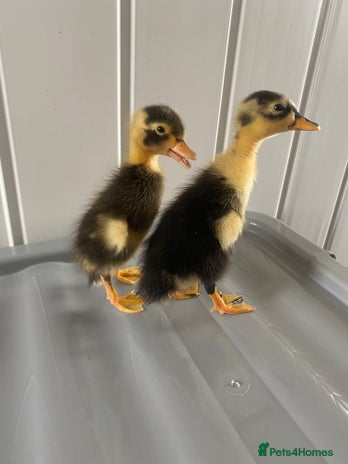 Ducks poultry - Advert 2