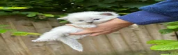 Ragdoll cats for sale: Beautiful Pure Blue Point Ragdoll  - Advert 13
