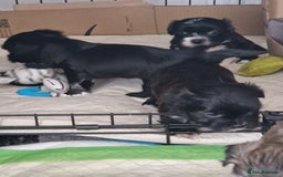 Malshi dogs for sale: Beautiful malshi puppies  - Image 21