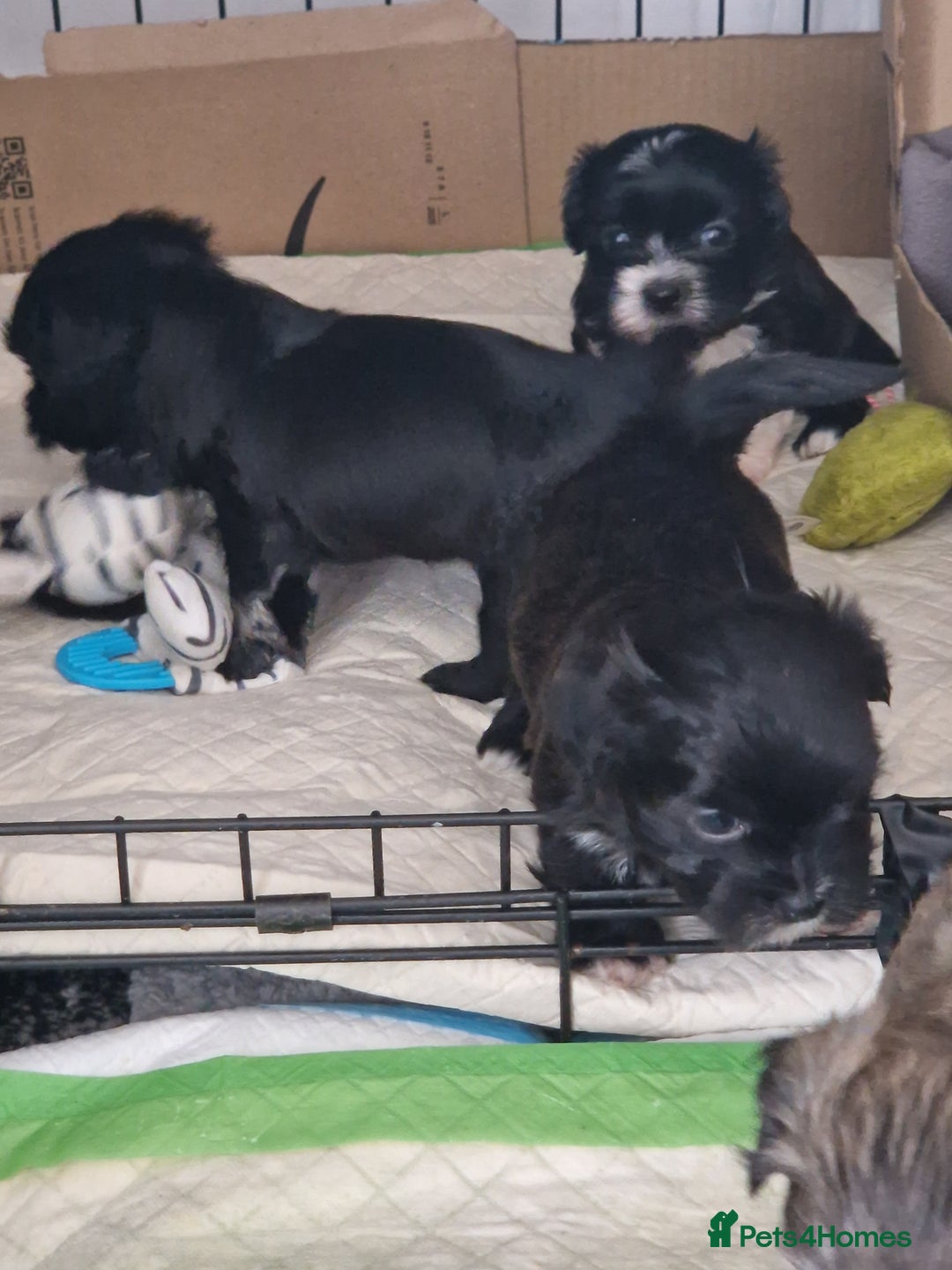Malshi dogs for sale: Beautiful malshi puppies  - Image 21