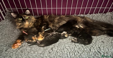 Maine Coon cats - Advert 10